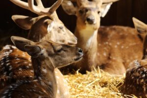 直葬でも後悔しない方法とはどのようなものですか？