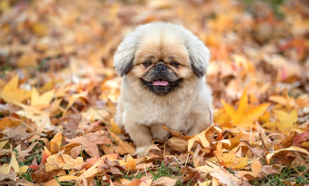 深夜早朝料金とはどのような場合に適用されるのか？