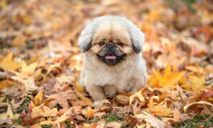 深夜早朝料金とはどのような場合に適用されるのか？