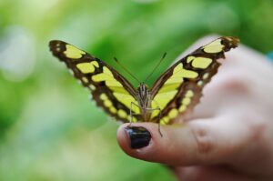 家族葬でプランに含まれないものは何ですか？