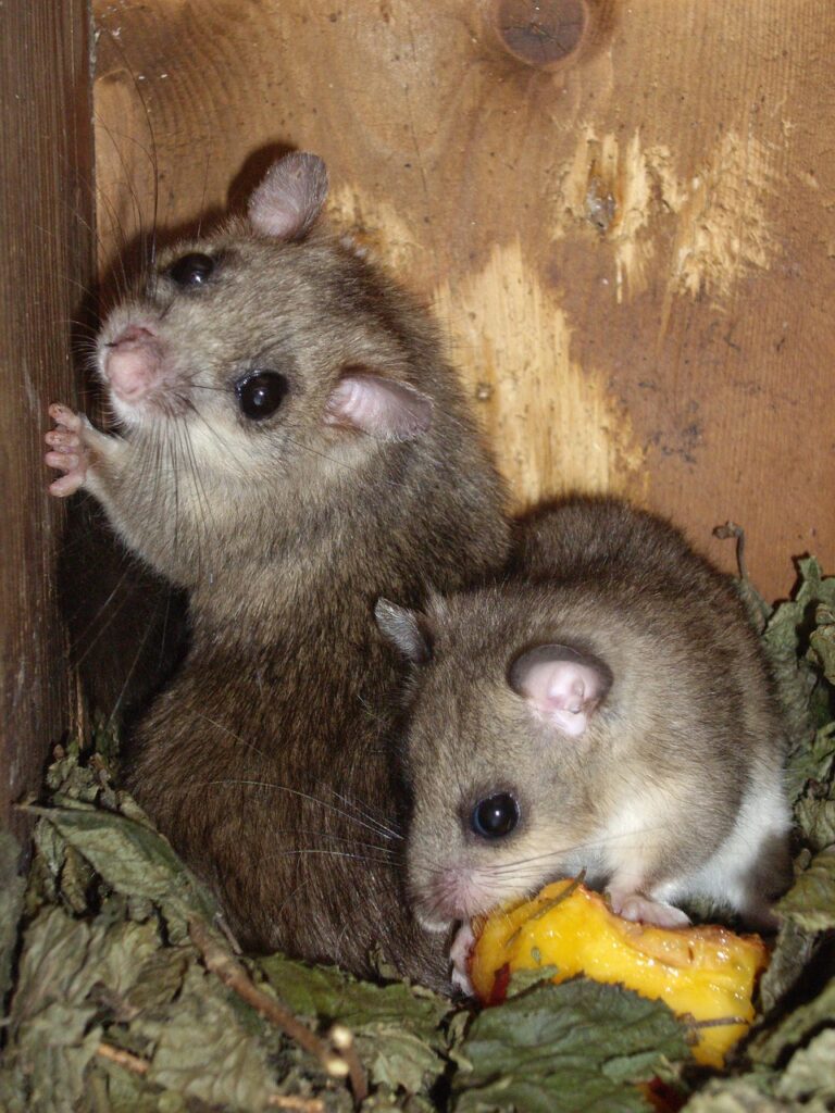 家族葬における寝台車の料金は距離によってどのように追加されるのか？