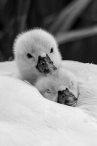 家族葬の契約書に関する注意点をチェックする方法は？